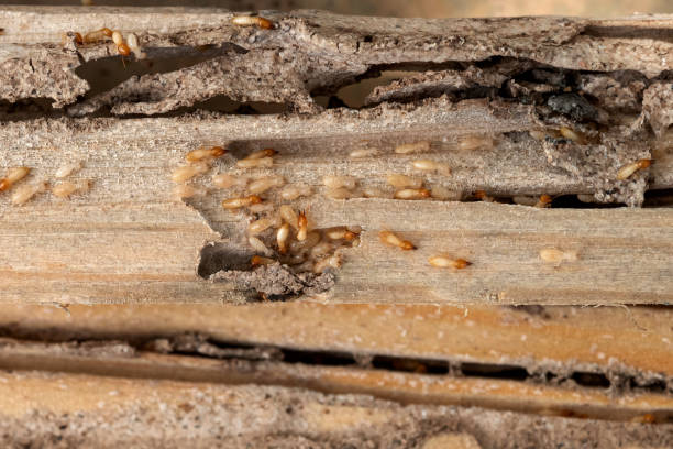 Best Cockroach Control Services  in Edwardsville, KS