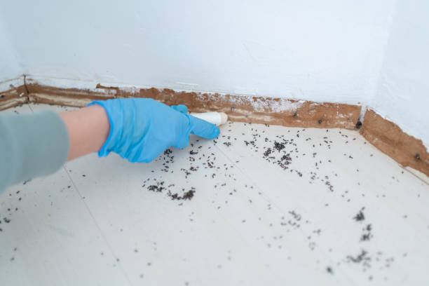 Best Local Pest Control Services  in Edwardsville, KS